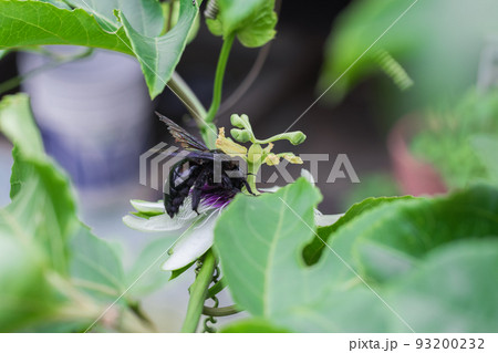 bombus atratus, pauloensis, black manganga or paramo bumblebee (abejorro negro), flower pollination in passion fruit cultivation. lives mainly in South America, photo from the back or tail 93200232