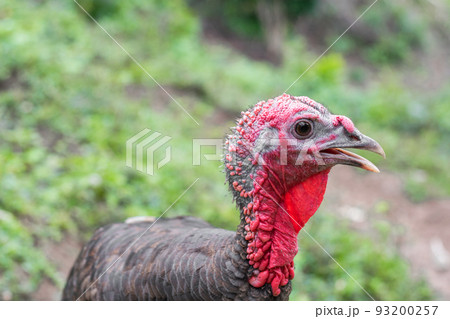 large bird posing and looking at the camera. large bird with a red head and neck. food concept large bird posing and looking at the camera. large bird with a red head and neck. food concept 93200257