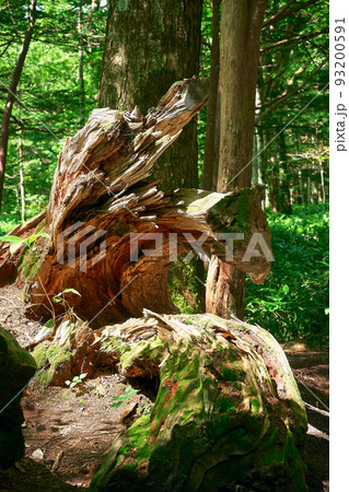裂けた大木 93200591