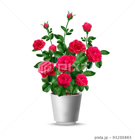 Rose Bush Pot Composition 93200865