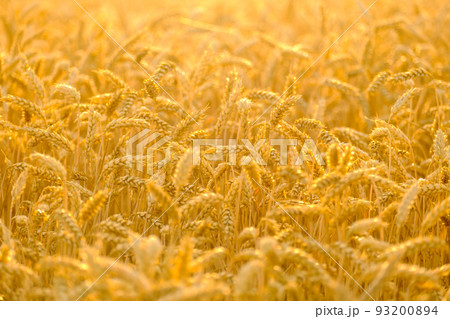 Golden ripe wheat spikelets grow in rural field in summer on sunny day. Agriculture and seasonal harvest in countryside close view Golden ripe wheat spikelets grow in rural field in summer on sunny day. Agriculture and seasonal harvest in countryside close view 93200894