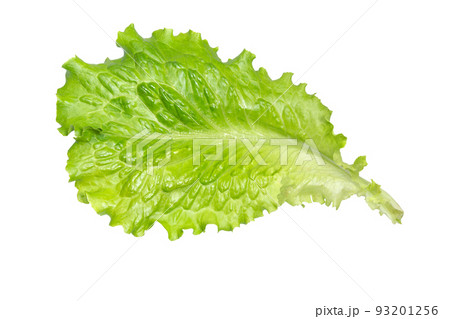 Fresh green lettuce leaves. 93201256