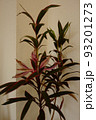部屋 植物 葉 93201273