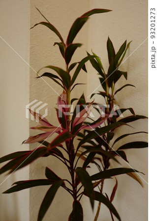 部屋 植物 葉 93201273
