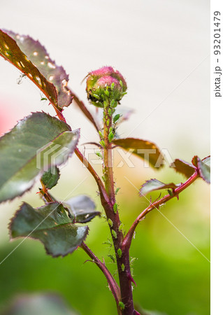 aphid on a rose, a parasite on a young shoot of a rose 93201479