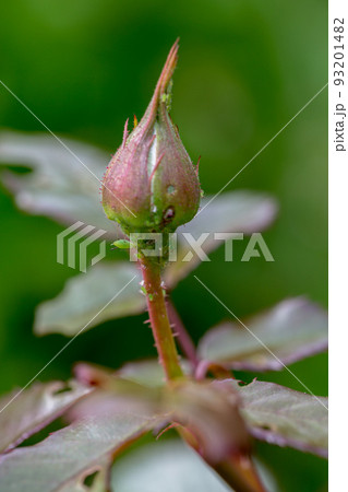aphid on a rose, a parasite on a young shoot of a rose 93201482