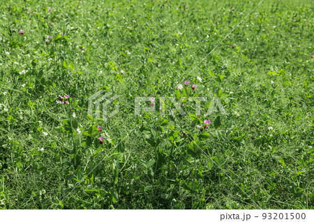 pea plants during flowering with white petals, an agricultural field where green peas grow pea plants during flowering with white petals, an agricultural field where green peas grow 93201500