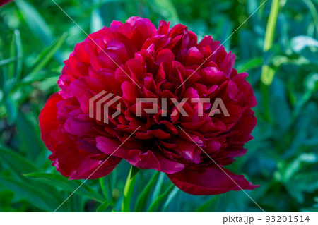Red Peony albiflora. Paeonia officinalis Command Performance in the garden 93201514