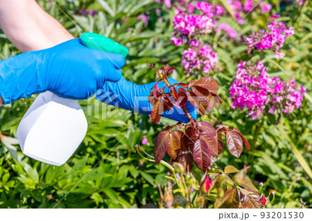 treatment in the garden of young shoots of roses from aphids, whiteflies and insect pests 93201530