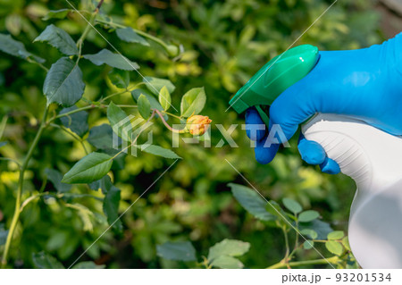 treatment in the garden of young shoots of roses from aphids, whiteflies and insect pests treatment in the garden of young shoots of roses from aphids, whiteflies and insect pests 93201534