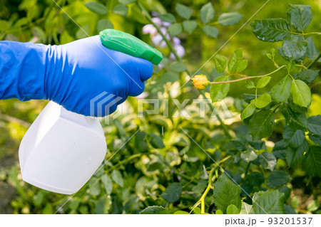 treatment in the garden of young shoots of roses from aphids, whiteflies and insect pests treatment in the garden of young shoots of roses from aphids, whiteflies and insect pests 93201537