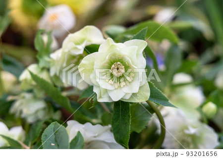Helleborus orientalis Double Ellen White blossoms in the garden in spring 93201656