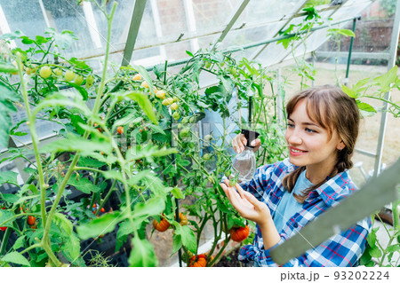 Young woman spraying nature fertilizer, mature to a tomato plants in the greenhouse. Organic food growing and gardening. Eco friendly care of vegetables. The concept of food self-sufficiency. Young woman spraying nature fertilizer, mature to a tomato plants in the greenhouse. Organic food growing and gardening. Eco friendly care of vegetables. The concept of food self-sufficiency. 93202224