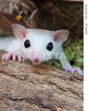 sugar glider climb on the tree sugar glider climb on the tree 93203485