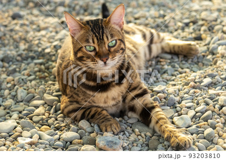 Portrait of a beautiful Bengal cat. The cat lies on small stones. Red spotted and tabby cat with green eyes. summer portrait Portrait of a beautiful Bengal cat. The cat lies on small stones. Red spotted and tabby cat with green eyes. summer portrait 93203810