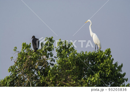 Great White Egret in forest environment, Pantanal,Brazil Great White Egret in forest environment, Pantanal,Brazil 93203836