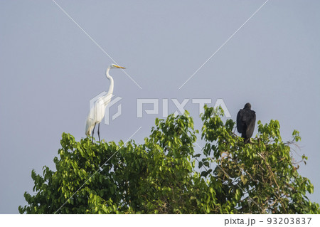 Great White Egret in forest environment, Pantanal,Brazil Great White Egret in forest environment, Pantanal,Brazil 93203837