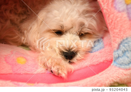 室内でくつろいでいる可愛いマルプーのアップ 室内でくつろいでいる可愛いマルプーのアップ 93204043