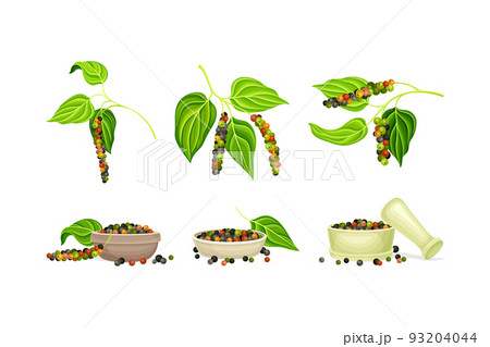 Black Pepper Plant as Natural Organic Herb Spice with Corn Hanging on Green Leafy Branch and Dry Seeds Vector Set Black Pepper Plant as Natural Organic Herb Spice with Corn Hanging on Green Leafy Branch and Dry Seeds Vector Set 93204044