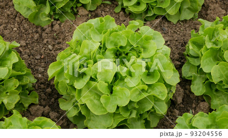 Lettuce bio green oakleaf harvest farm field Lactuca sativa harvesting food corrugated farmer farming greenhouse closeup garden leaf plant green row leaves greenhouse organic plantation vegetables Lettuce bio green oakleaf harvest farm field Lactuca sativa harvesting food corrugated farmer farming greenhouse closeup garden leaf plant green row leaves greenhouse organic plantation vegetables 93204556