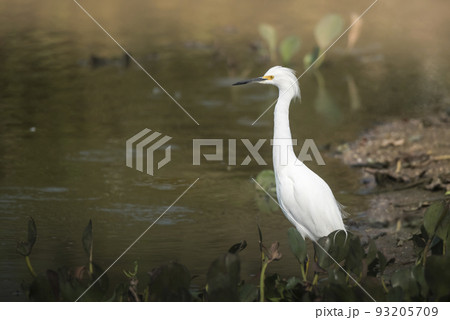 Snowy Egret in wetland environment, Pantanal,Brazil Snowy Egret in wetland environment, Pantanal,Brazil 93205709
