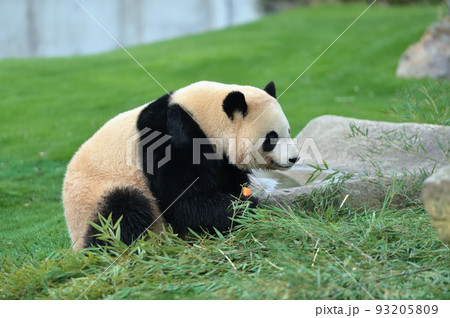 おやつをゲットした彩浜 93205809