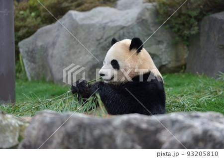 おいしい竹をかみしめる彩浜 93205810