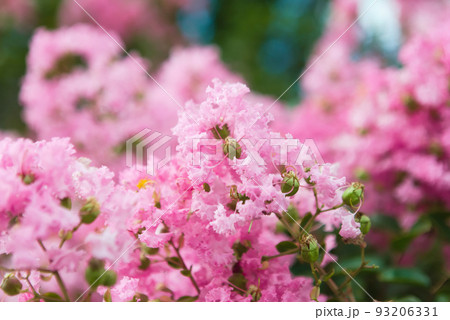 サルスベリの花をクローズアップ 93206331