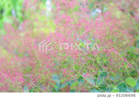 スモークツリーの花 スモークツリーの花 93206698