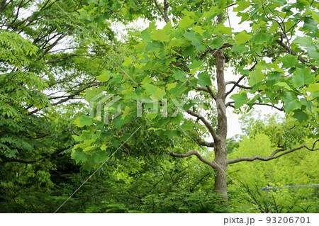 新緑ユリノキの葉 93206701