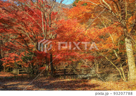 紅葉と清流の風景　栃木県塩原 93207788