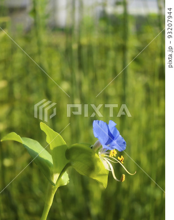たった半日の命で昼頃にはしぼんでしまう、はかないツユクサ 93207944