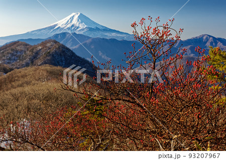 南大菩薩・ハマイバ丸稜線のノイバラの実と富士山 93207967