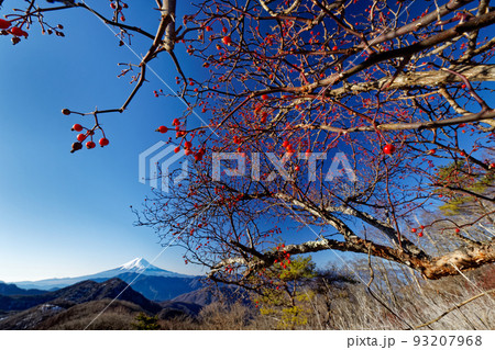 南大菩薩・ハマイバ丸稜線のノイバラの実と富士山 93207968