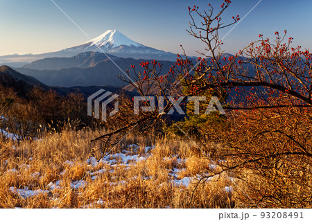 冬の南大菩薩・大蔵高丸のノイバラの実と富士山 93208491