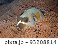 Black Spotted pufferfish, Arothron nigropunctatus 93208814