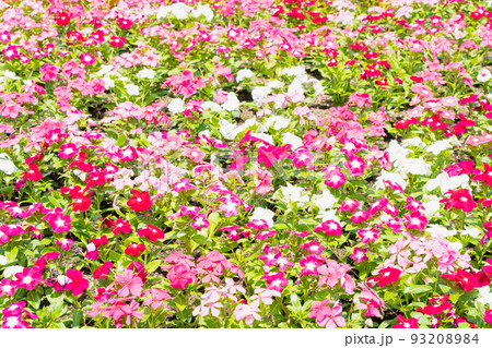 夏の花壇・きれいなお花 93208984