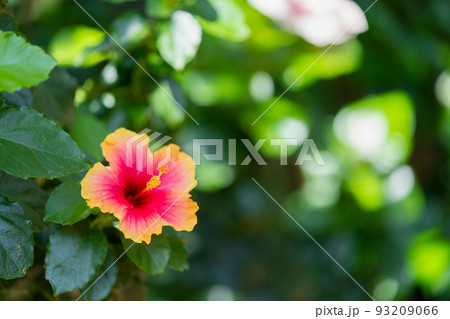ハイビスカス　アオイ目アオイ科 93209066