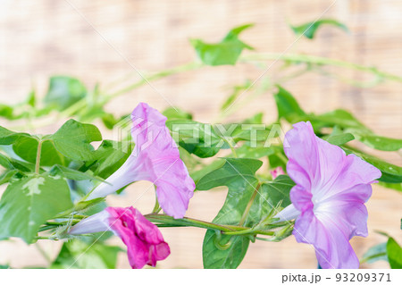 朝顔・夏のイメージ 朝顔・夏のイメージ 93209371