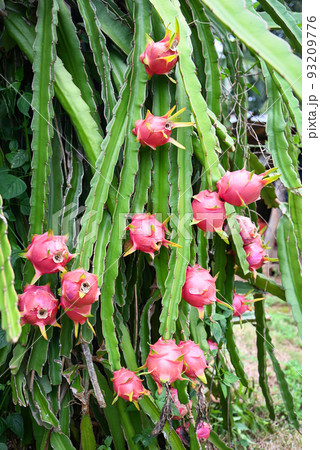 pitahaya plantation dragon fruit in thailand in the summer, dragon fruit on the dragon fruit tree waiting for the harvest in the agriculture farm at asian 93209776