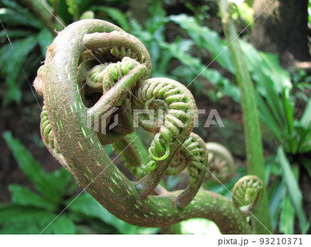 羊歯植物の若芽 93210371