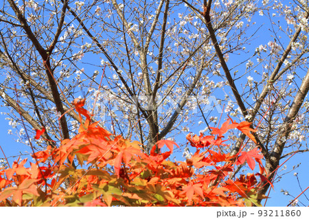 四季桜と紅葉 四季桜と紅葉 93211860