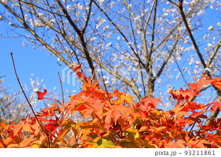四季桜と紅葉 四季桜と紅葉 93211861