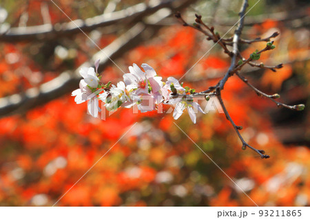 四季桜と紅葉 93211865