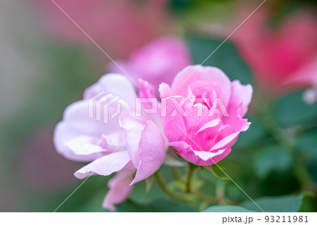 可憐なピンクのミニバラの花 可憐なピンクのミニバラの花 93211981