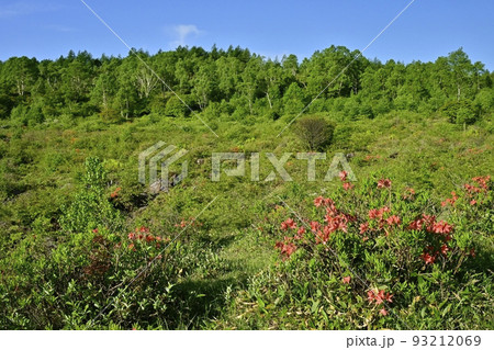 湯の丸高原つつじ平の花咲くレンゲツツジ群生地 93212069