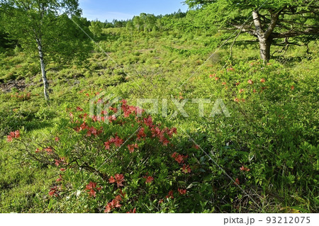 湯の丸高原つつじ平の花咲くレンゲツツジ群生地 93212075
