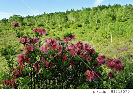 湯の丸高原つつじ平の花咲くレンゲツツジ群生地 93212079