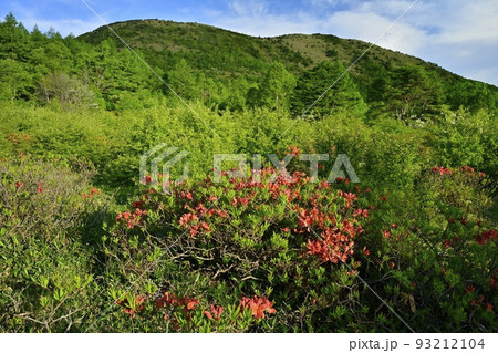 湯の丸高原つつじ平の花咲くレンゲツツジ群生地と湯の丸山 93212104