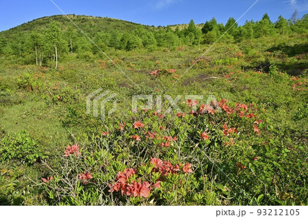 湯の丸高原つつじ平の花咲くレンゲツツジ群生地と湯の丸山 93212105